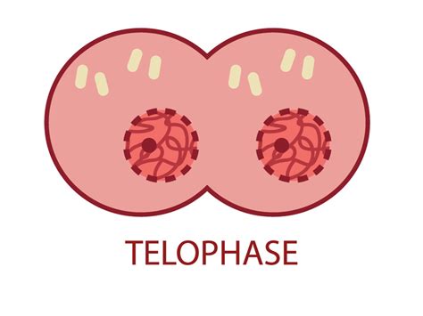 การแบ่งเซลล์ แบบไมโทซิสและไมโอซิส