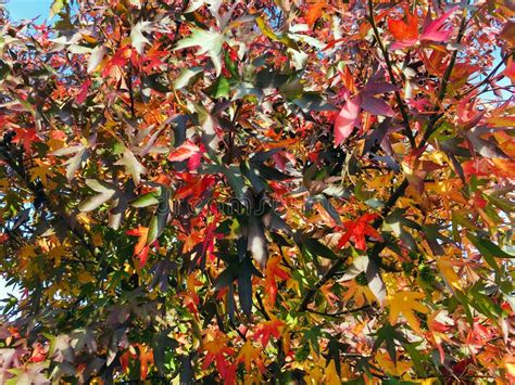 Autumn Maple Tree With Multicolor Green Yellow Orange And Red Stock