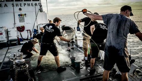 Sea Shepherd Conservation Society Campaign Updates From Our 40th Year
