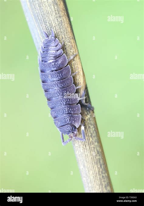 Oniscus Asellus The Common Woodlouse Stock Photo Alamy