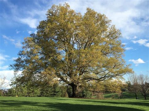 10 Fast Growing Oak Trees To Consider Gardening Channel