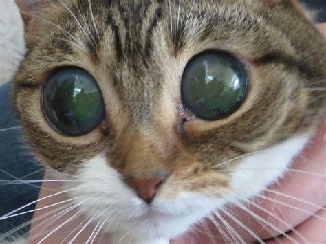 What Does Dilated Pupils Mean In A Cat Cat Meme Stock Pictures And Photos