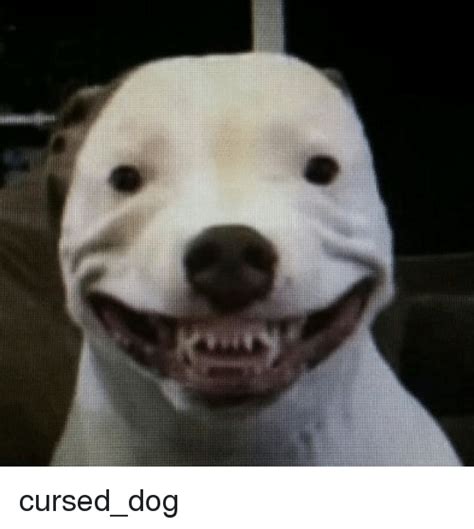 Dog And Dog Meme On Meme