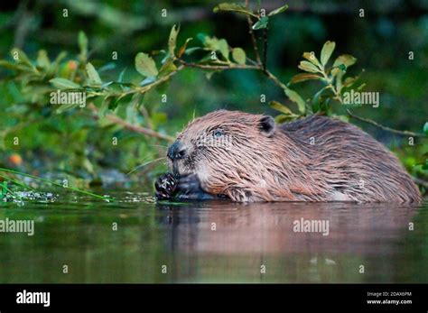 Eurasian Beaver Castor Fiber Stock Photo Alamy