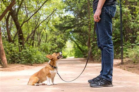Wichita Falls Best Dog Friendly Spots Stumps And Rumps