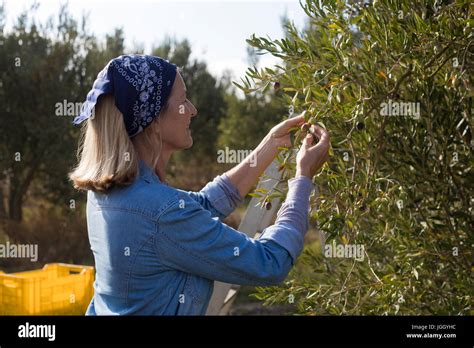 Woman Harvesting Olives From Tree In Farm Stock Photo Alamy