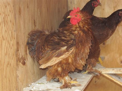 How Do You Sex A Frazzled Chicken Help Backyard Chickens Learn How To Raise Chickens