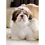 Shih Tzu Names  Adorable To Awesome Ideas For Naming Your Puppy
