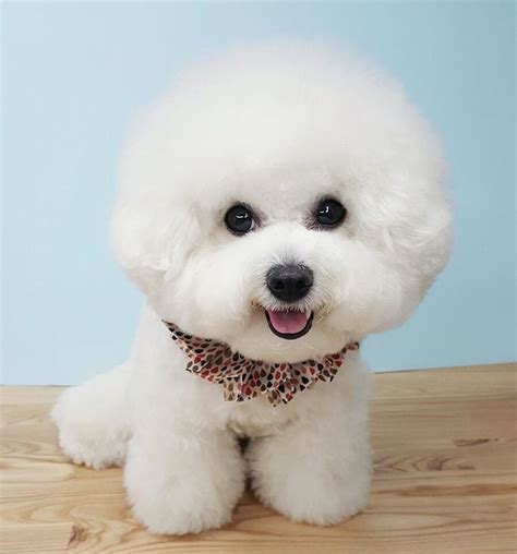 The Difference Between A Maltese And A Bichon Frise Bichon Frise