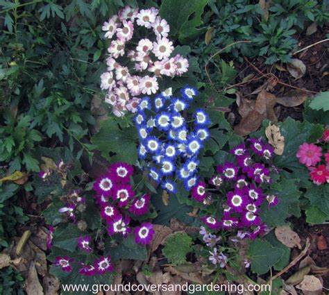 Annual Flowers That Grow In Shade - Ground Covers And Gardening