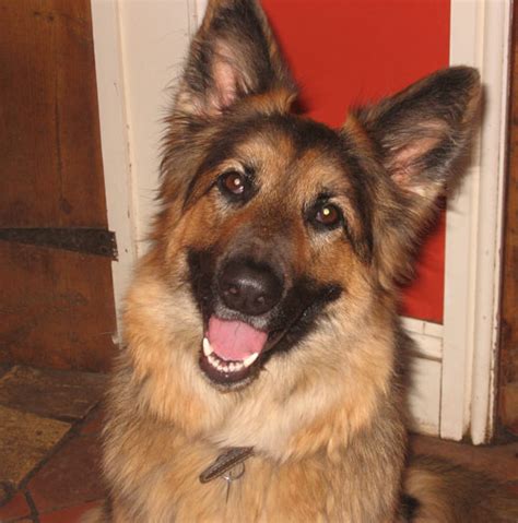 Oregon german shepherd dog rescue group directory. More German Shepherd Puppies and Dogs that have found new ...