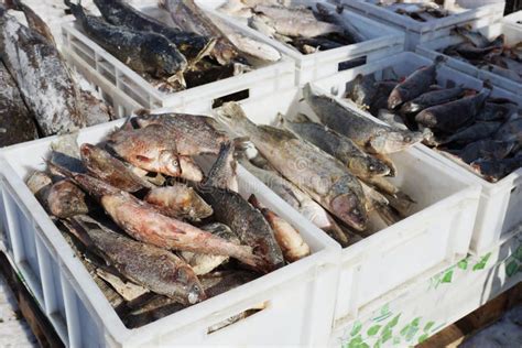 Fresh Frozen Fish In Plastic Boxes Sold On The Market Stock Image