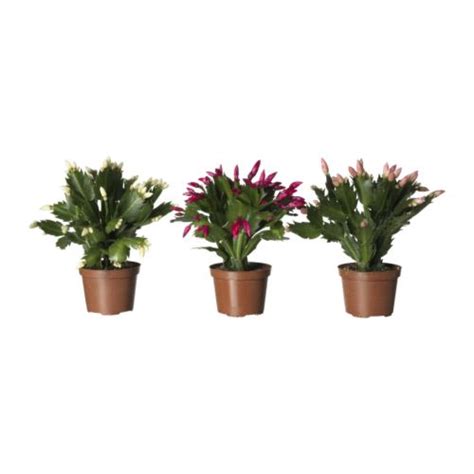 Just let the segment dry out for a couple of days and then stick it in a small pot and. Candles | Picture frames | Plants | Plant pots | Vases ...