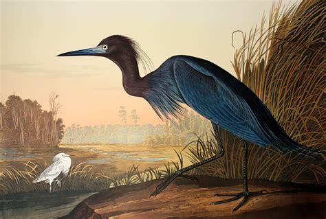John James Audubon Little Blue Heron