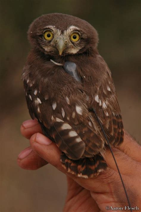 Final report for science support. Cactus Ferruginous Pygmy Owl