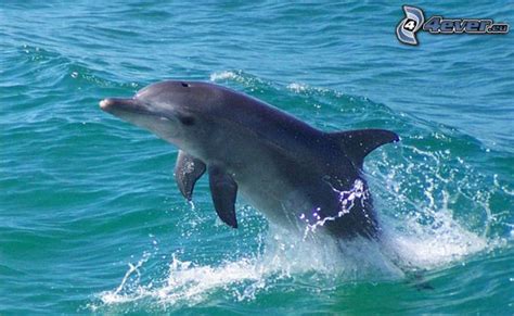 Delfin