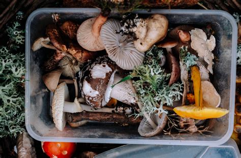 Learn to Forage! Tips for Mushroom Hunting & Berry Foraging - Vibrant ...