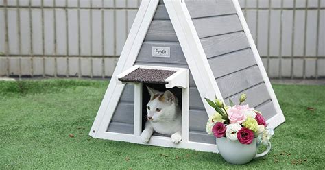 15 Best Cat Houses And Condos 2019 The Strategist