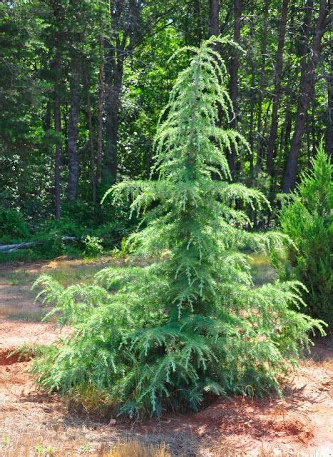 Weeping Deodar Cedar Dwarf Trees For Landscaping Conifers Garden