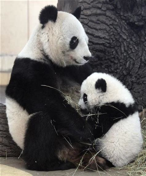 Sex Tips For Pandas Answers To Scientists Half Century Struggle
