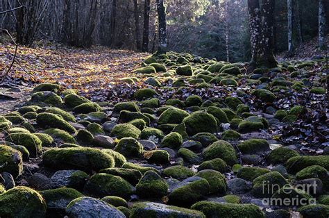 Stone Path In The Forest 8 Photograph By Valdis Veinbergs Fine Art