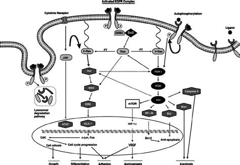 Epidermal Growth Factor Receptor Signaling Pathway Reprinted With Download Scientific Diagram