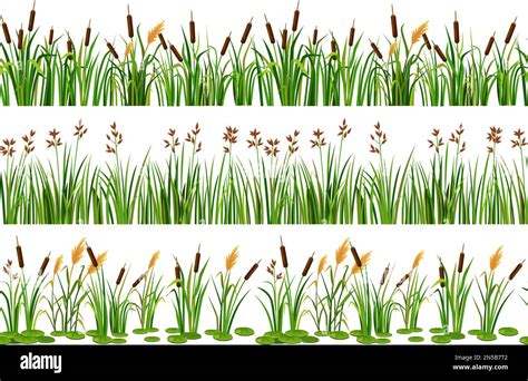 Lake Aquatic Plant Borders Seamless Swamp Cattails Marsh Reed And