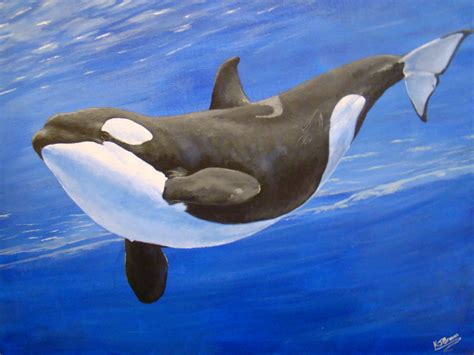 Check spelling or type a new query. Orca Pictures - Kids Search