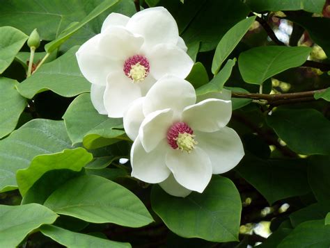 Magnolia Sieboldii National Flower Of North Korea Meaning Of The
