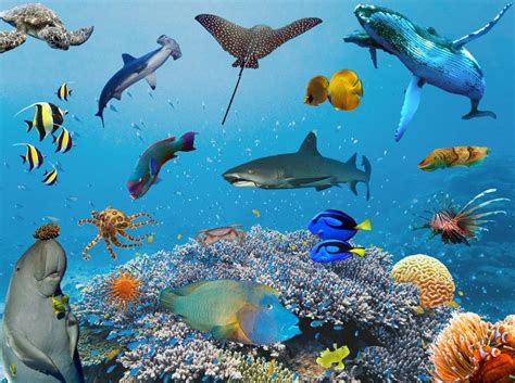 Great Barrier Reef Sea Life Quiz