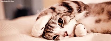 Cute Cats And Kittens Facebook Covers