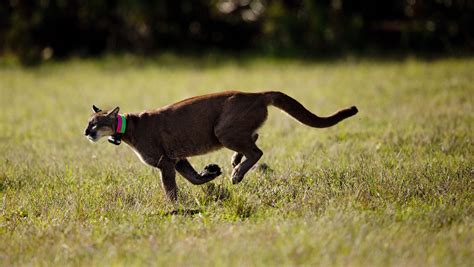 A Close Encounter With A Florida Panther