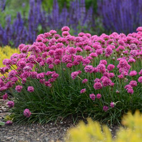 Extremely Drought Tolerant Perennials Perennial Resource Drought