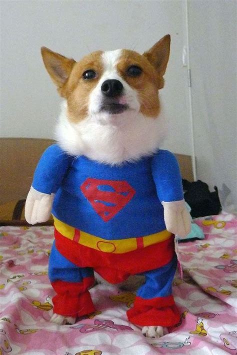 Cute Corgi Puppy Cute Puppies Dogs And Puppies Dog Halloween