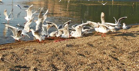 Find deals at prespa resort & spa, platy. Prespa Lakes Basin | The Prespa Lakes Basin, shared ...