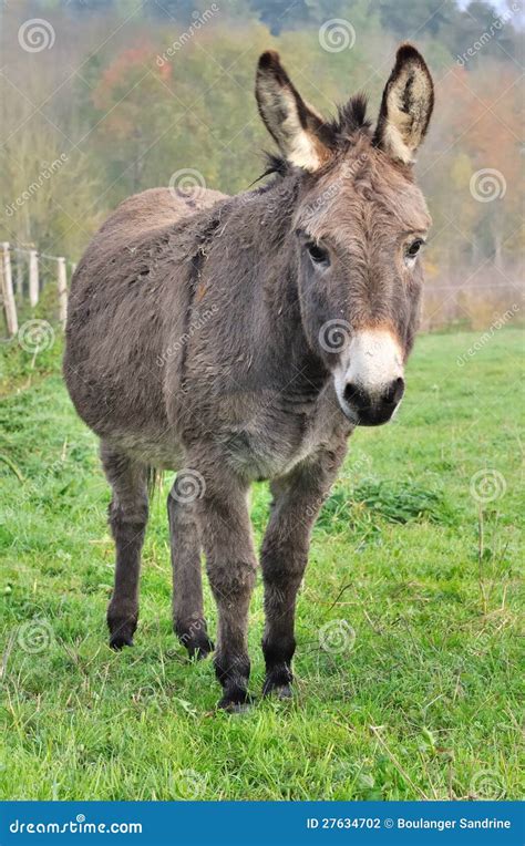 Un Burro Agradable Foto De Archivo Imagen De Doméstico 27634702