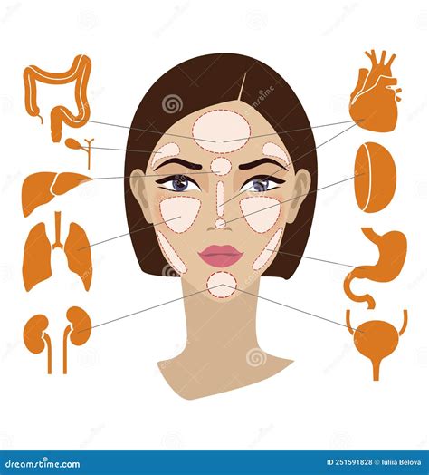Face Reflexology Chart Internal Organs Mapping Areas Body Parts Black Cartoon Vector