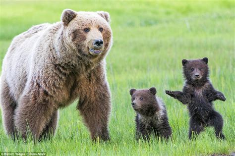 Bear Cubs Give The Arrival Of Spring A Round Of A Paws In Alaska