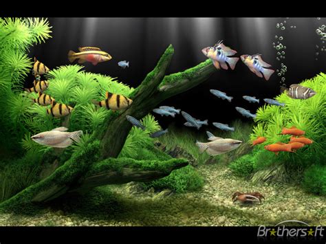 Free Fish Tank Wallpaper Screensavers Wallpapersafari