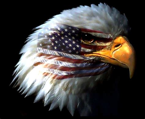 American Flag Eagles Bundle Free Images Wing Star Land Red