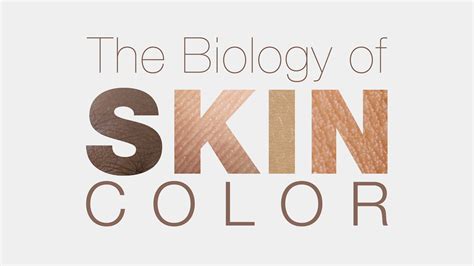 Best the biology of skin color biointeractive answer key Literacy