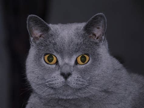 We did not find results for: Nama kucing kelabu British (11 gambar): nama samaran yang ...