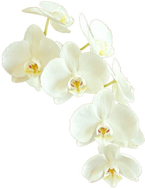 Cascading Orchids By Jeanicebartzen27 On Deviantart