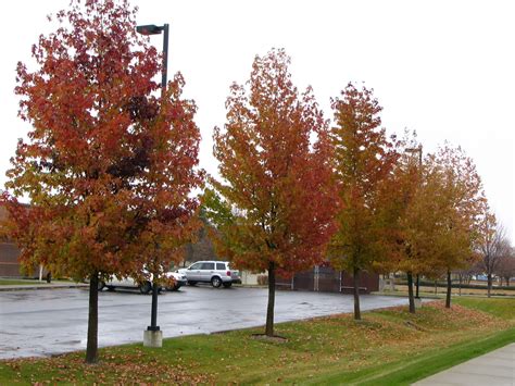 Instead, they are round and spiky. Trees of Santa Cruz County: Liquidambar styraciflua ...