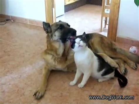German Shepherd And Cat Are In Love