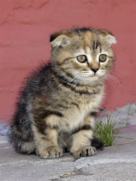 Portrait Of A Cute Kitten Scotish Fold Stock Image Image Of Animals
