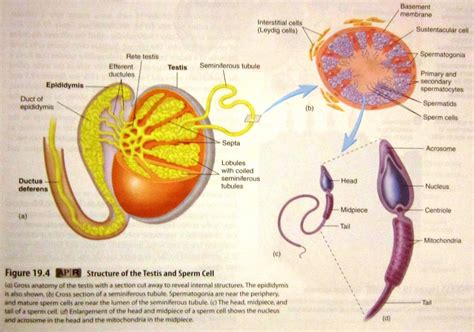 Reproductive System Human Anatomy And Physiology