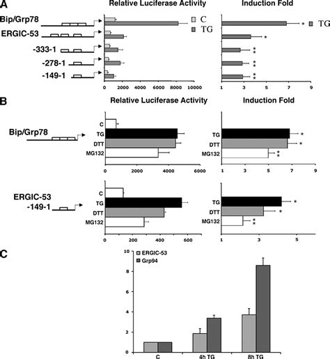 Regulation Of Ergic 53 Gene Transcription In Response To Endoplasmic