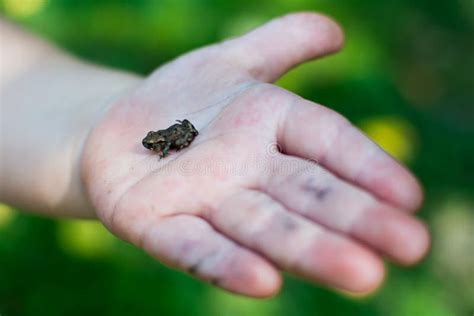 Little Frog On Baby S Hand Stock Image Image Of Dream 62703453