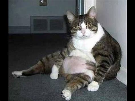 Fat cats is located in ogden. 33 Popular Fat Cat Photos That Will Improve Your Day ...